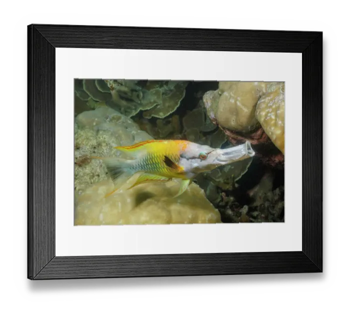 Framed Print : Slingjaw wrasse (Epibulus insidiator) female, initial yellow phase, portrait, Yap, Federated States of Micronesia, Pacific Ocean Framed Print : Slingjaw wrasse (Epibulus insidiator) female, initial yellow phase, portrait, Yap, Federated States of Micronesia, Pacific Ocean