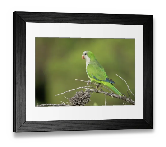 Framed Print : RF - Monk parakeet (Myiopsitta monachus) perched on branch, Park Guell, Barcelona, Spain. August. (This image may be licensed either as rights managed or royalty free.) Framed Print : RF - Monk parakeet (Myiopsitta monachus) perched on branch, Park Guell, Barcelona, Spain. August. (This image may be licensed either as rights managed or royalty free.)