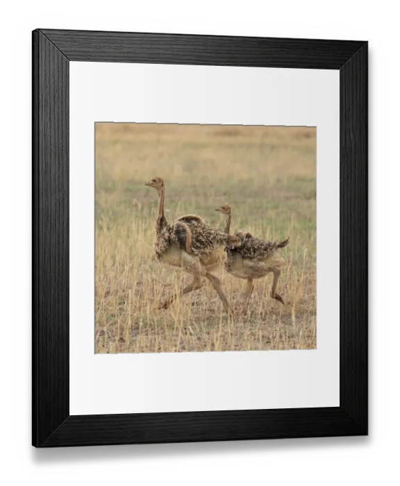 Framed Print : Two Masai ostrich (Struthio camelus massaicus) chicks running, Tarangire National Park, Tanzania Framed Print : Two Masai ostrich (Struthio camelus massaicus) chicks running, Tarangire National Park, Tanzania