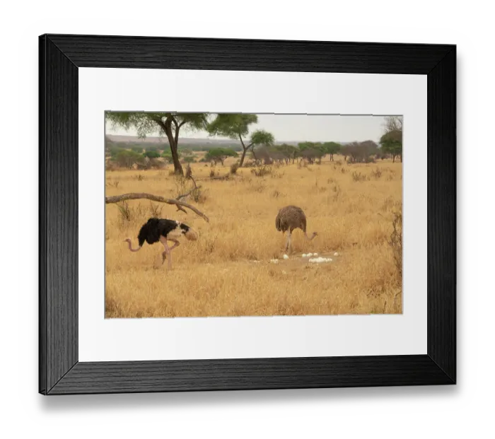 Framed Print : Masai ostriches (Struthio camelus massaicus) pair at nest site, incubation changeover, male to female, Tarangire National Park Tanzania Framed Print : Masai ostriches (Struthio camelus massaicus) pair at nest site, incubation changeover, male to female, Tarangire National Park Tanzania