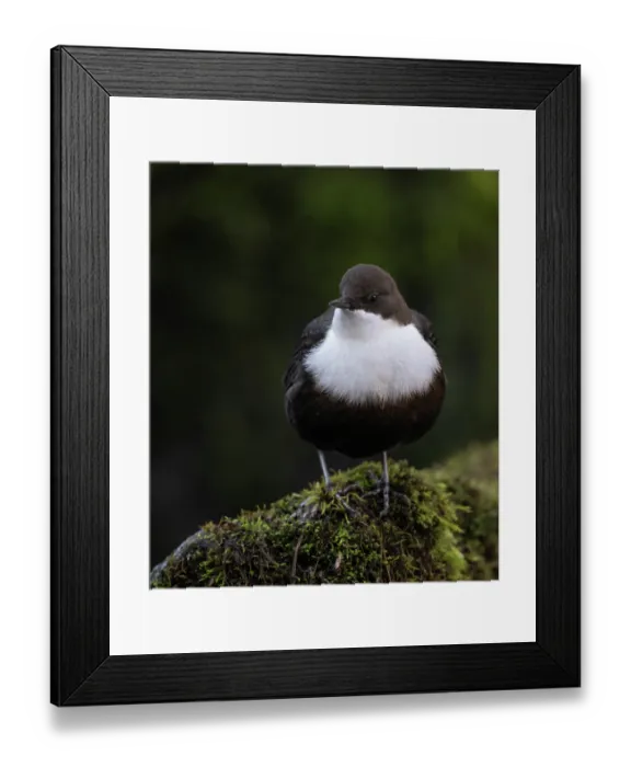 Framed Print : White-throated dipper (Cinclus cinclus) perched on moss covered rock, Finland, October Framed Print : White-throated dipper (Cinclus cinclus) perched on moss covered rock, Finland, October