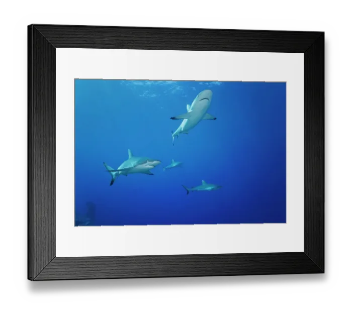 Framed Print : Group of Grey reef sharks (Carcharhinus amblyrhynchos) patrolling along a reef, Yap, Federated States of Micronesia, Pacific Ocean Framed Print : Group of Grey reef sharks (Carcharhinus amblyrhynchos) patrolling along a reef, Yap, Federated States of Micronesia, Pacific Ocean