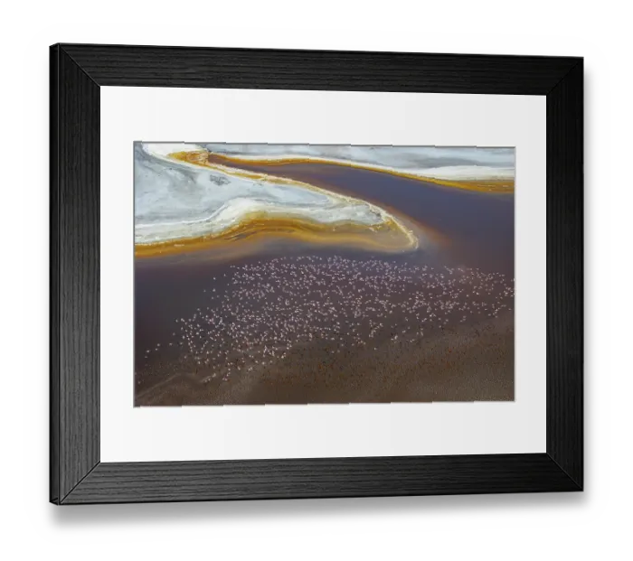 Framed Print : Aerial view of Lesser flamingos (Phoeniconaias minor) flock in flight over Lake Magadi, Kenya Framed Print : Aerial view of Lesser flamingos (Phoeniconaias minor) flock in flight over Lake Magadi, Kenya