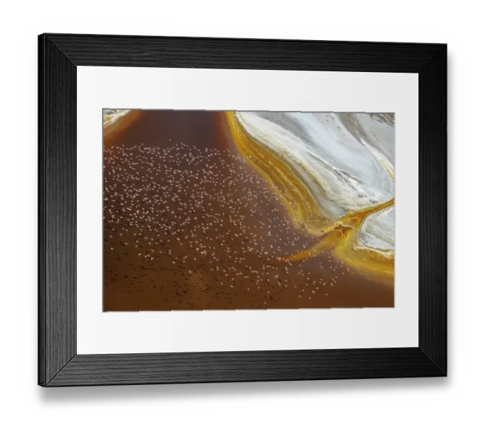 Framed Print : Aerial view of Lesser flamingos (Phoeniconaias minor) flock in flight over Lake Magadi, Kenya Framed Print : Aerial view of Lesser flamingos (Phoeniconaias minor) flock in flight over Lake Magadi, Kenya