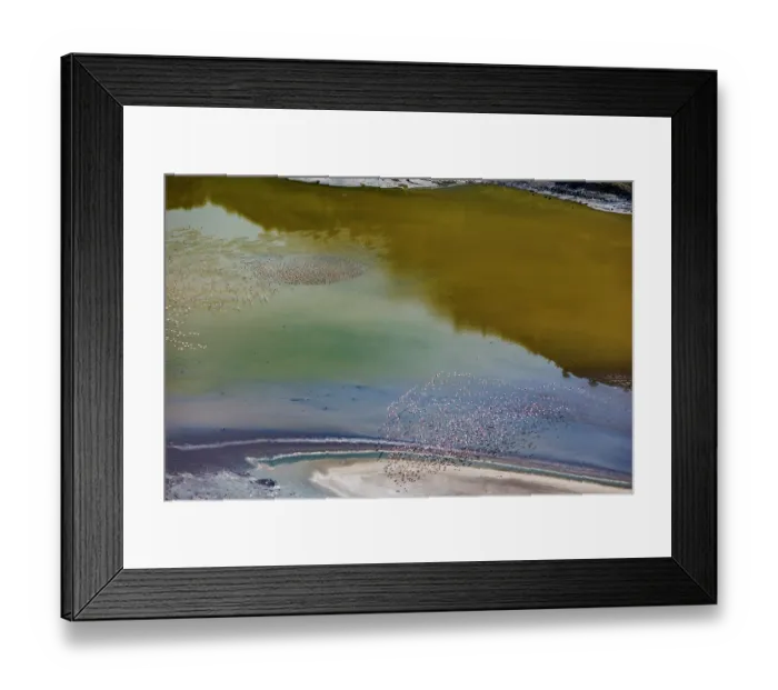 Framed Print : RF - Aerial view of Lesser flamingos (Phoeniconaias minor) flock in flight over Lake Magadi, Kenya. (This image may be licensed either as rights managed or royalty free.) Framed Print : RF - Aerial view of Lesser flamingos (Phoeniconaias minor) flock in flight over Lake Magadi, Kenya. (This image may be licensed either as rights managed or royalty free.)