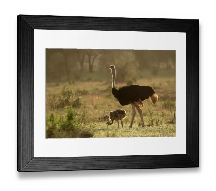Framed Print : Masai ostrich (Struthio camelus massaicus) male with chick, Tarangire National Park, Tanzania Framed Print : Masai ostrich (Struthio camelus massaicus) male with chick, Tarangire National Park, Tanzania
