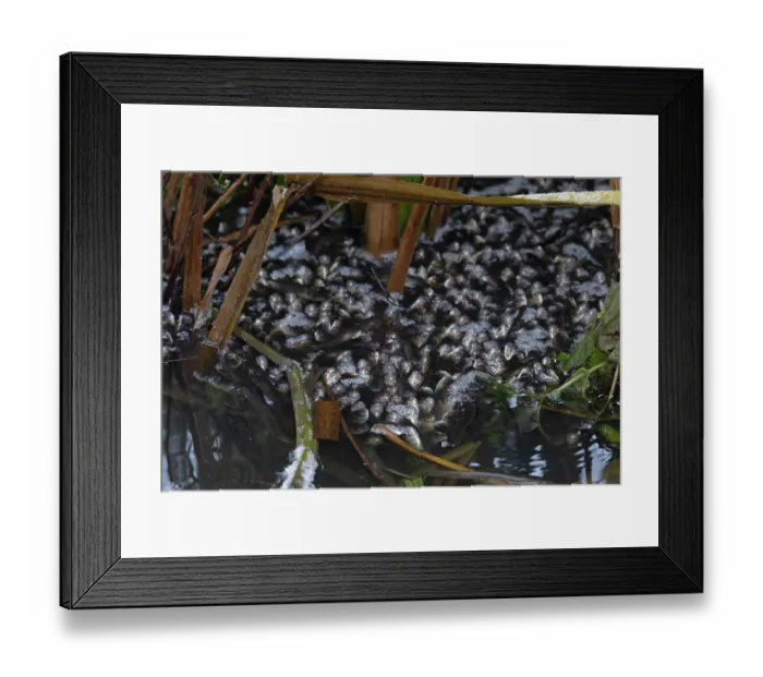 Framed Print : Common chub (Squalius cephalus) shoal gasping for air at water's surface in partially frozen ditch, Whitlingham Coiuntry Park, Norfolk, England, UK. December Framed Print : Common chub (Squalius cephalus) shoal gasping for air at water's surface in partially frozen ditch, Whitlingham Coiuntry Park, Norfolk, England, UK. December