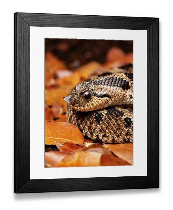 Framed Print : Southern hognose snake (Heterodon simus) head portrait. Captive, occurs in southeastern USA Framed Print : Southern hognose snake (Heterodon simus) head portrait. Captive, occurs in southeastern USA