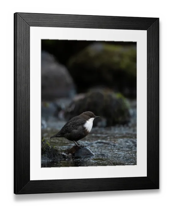 Framed Print : White-throated dipper (Cinclus cinclus) perched on rock beside river, Finland, October Framed Print : White-throated dipper (Cinclus cinclus) perched on rock beside river, Finland, October