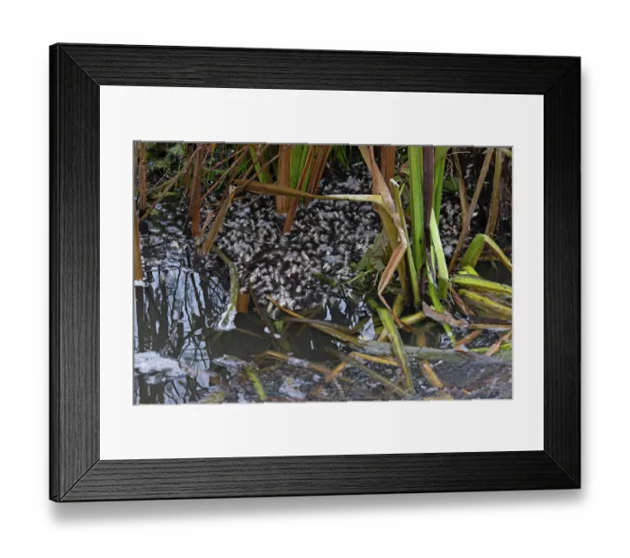 Framed Print : Common chub (Squalius cephalus) shoal gasping for air at water's surface in partially frozen ditch, Whitlingham Coiuntry Park, Norfolk, England, UK. December Framed Print : Common chub (Squalius cephalus) shoal gasping for air at water's surface in partially frozen ditch, Whitlingham Coiuntry Park, Norfolk, England, UK. December