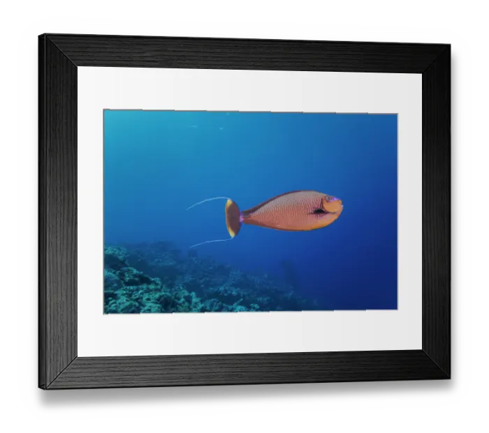 Framed Print : Bignose unicornfish (Naso vlamingii) swimming over a reef, Yap, Federated States of Micronesia, Pacific Ocean Framed Print : Bignose unicornfish (Naso vlamingii) swimming over a reef, Yap, Federated States of Micronesia, Pacific Ocean