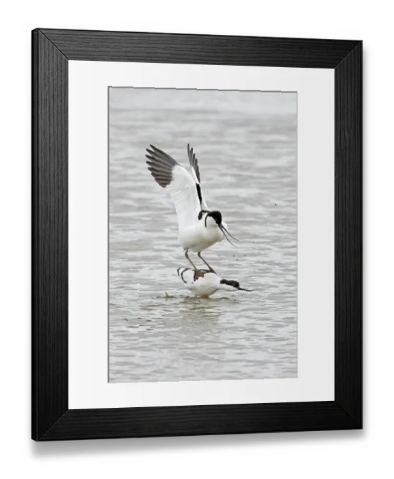 Framed Print : Avocets (Recurvirostra avosetta) pair mating on water, Cley Marshes, Norfolk, England, UK. April Framed Print : Avocets (Recurvirostra avosetta) pair mating on water, Cley Marshes, Norfolk, England, UK. April
