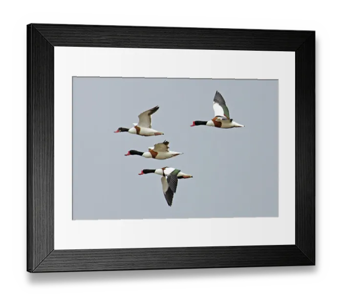 Framed Print : Four Shelducks (Tadorna tadorna) in flight, Norfolk, England, UK. June Framed Print : Four Shelducks (Tadorna tadorna) in flight, Norfolk, England, UK. June