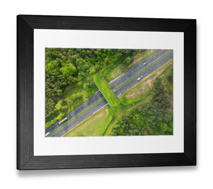 Framed Print : Aerial view of a wildlife crossing over the A10 highway, built in 2012, it is the most used by Red deer (Cervus elaphus) in France, Charente-Maritime, France. May, 2019 Framed Print : Aerial view of a wildlife crossing over the A10 highway, built in 2012, it is the most used by Red deer (Cervus elaphus) in France, Charente-Maritime, France. May, 2019