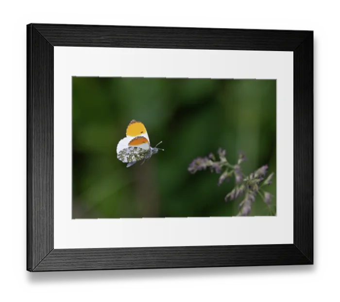 Framed Print : Orange-tip butterfly (Anthocharis cardamines) male, in flight, Norfolk, England, UK. May Framed Print : Orange-tip butterfly (Anthocharis cardamines) male, in flight, Norfolk, England, UK. May
