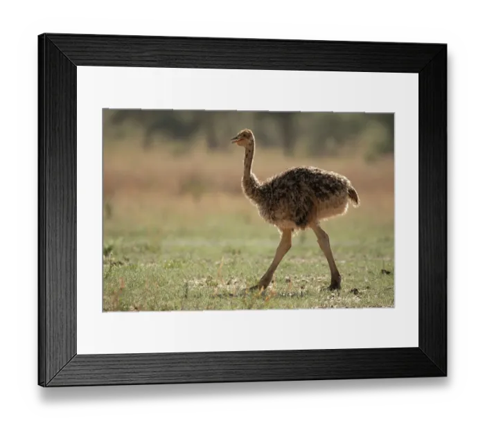 Framed Print : Masai ostrich (Struthio camelus massaicus) chick, portrait, Tarangire National Park, Tanzania Framed Print : Masai ostrich (Struthio camelus massaicus) chick, portrait, Tarangire National Park, Tanzania