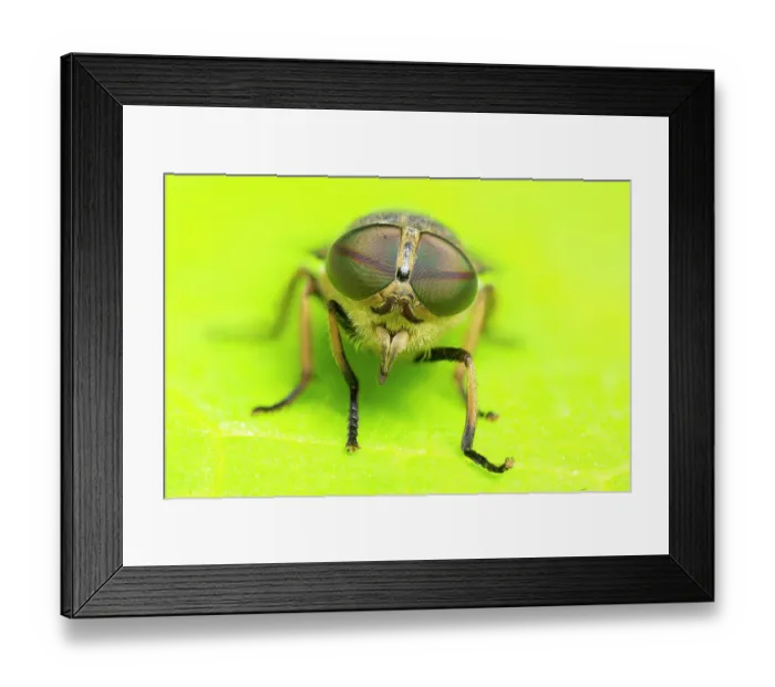 Framed Print : Band-eyed brown horsefly (Tabanus bromius) female, portrait, Monmouthire, Wales, UK. July. Focus-stacked image Framed Print : Band-eyed brown horsefly (Tabanus bromius) female, portrait, Monmouthire, Wales, UK. July. Focus-stacked image