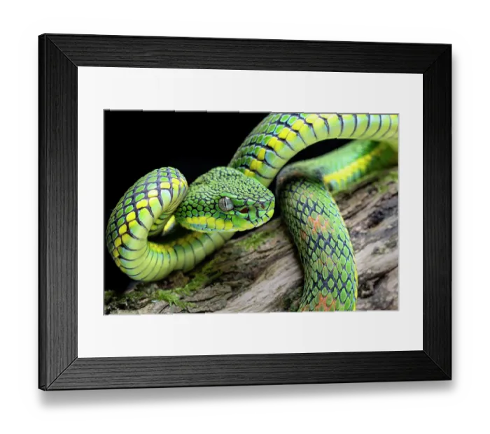 Framed Print : Schultze's pit viper (Trimeresurus schultzei) resting on branch, Captive, occurs in Philippines Framed Print : Schultze's pit viper (Trimeresurus schultzei) resting on branch, Captive, occurs in Philippines