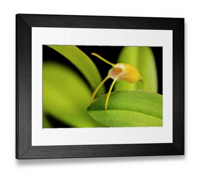 Framed Print : Miniature orchid (Masdevallia paivaeana) in flower - cultivated. Occurs in South America. Focus-stacked image Framed Print : Miniature orchid (Masdevallia paivaeana) in flower - cultivated. Occurs in South America. Focus-stacked image