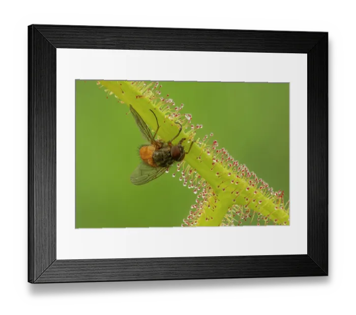 Framed Print : Fly trapped on the sticky stem of a Sundew (Drosera binata). In cultivation. Focus stacked image Framed Print : Fly trapped on the sticky stem of a Sundew (Drosera binata). In cultivation. Focus stacked image