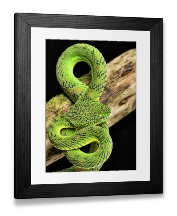 Framed Print : Schultze's pit viper (Trimeresurus schultzei) resting on branch, Captive, occurs in Philippines Framed Print : Schultze's pit viper (Trimeresurus schultzei) resting on branch, Captive, occurs in Philippines