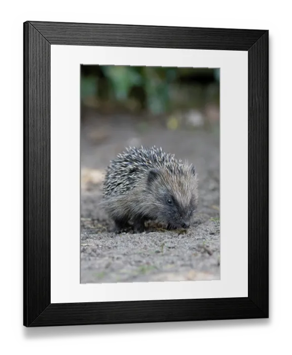 Framed Print : RF - European hedgehog (Erinaceus europaeus) portrait, Norwich, Norfolk, England, UK. May. (This image may be licensed either as rights managed or royalty free.) Framed Print : RF - European hedgehog (Erinaceus europaeus) portrait, Norwich, Norfolk, England, UK. May. (This image may be licensed either as rights managed or royalty free.)