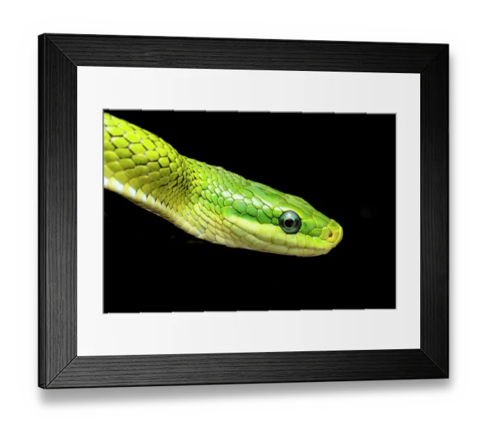 Framed Print : Green trinket snake (Gonyosoma prasinum) head portrait. Captive, occurs in Southeast Asia Framed Print : Green trinket snake (Gonyosoma prasinum) head portrait. Captive, occurs in Southeast Asia