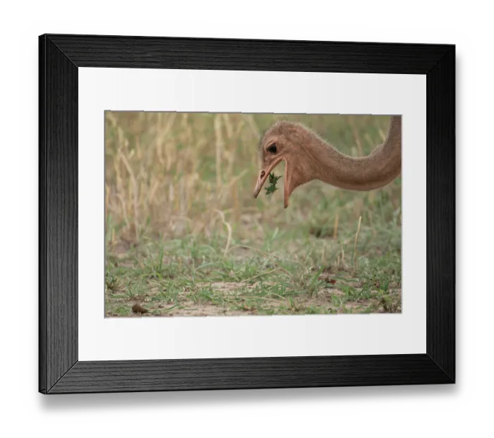 Framed Print : Masai ostrich (Struthio camelus massaicus) male, feeding on vegetation, Tarangire National Park, Tanzania Framed Print : Masai ostrich (Struthio camelus massaicus) male, feeding on vegetation, Tarangire National Park, Tanzania