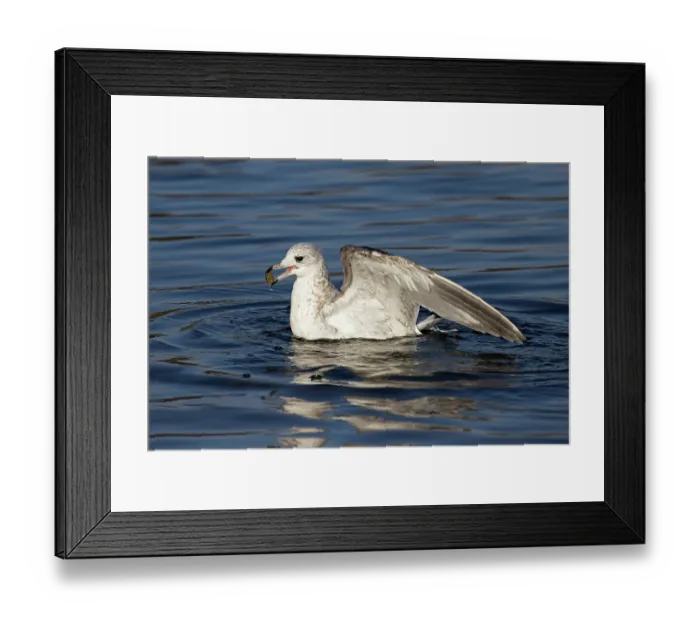 Framed Print : Common gull (Larus canus) bathing, Norwich, Norfolk, England, UK. January Framed Print : Common gull (Larus canus) bathing, Norwich, Norfolk, England, UK. January