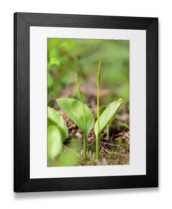 Framed Print : Adder's tongue fern (Ophioglossum vulgatum), Monmouthshire, Wales, UK. May. Focus stacked image Framed Print : Adder's tongue fern (Ophioglossum vulgatum), Monmouthshire, Wales, UK. May. Focus stacked image