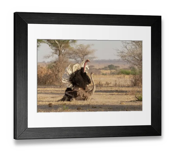 Framed Print : Masai ostriches (Struthio camelus massaicus) pair mating, Tarangire National Park, Tanzania Framed Print : Masai ostriches (Struthio camelus massaicus) pair mating, Tarangire National Park, Tanzania