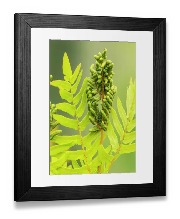 Framed Print : Royal fern (Osmunda regalis) fertile frond with young developing spores, South Wales, UK. June. Focus stacked image Framed Print : Royal fern (Osmunda regalis) fertile frond with young developing spores, South Wales, UK. June. Focus stacked image