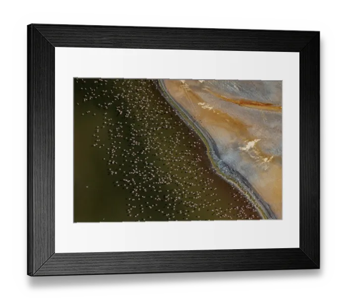 Framed Print : RF - Aerial view of Lesser flamingos (Phoeniconaias minor) flock in flight over Lake Magadi, Kenya. (This image may be licensed either as rights managed or royalty free.) Framed Print : RF - Aerial view of Lesser flamingos (Phoeniconaias minor) flock in flight over Lake Magadi, Kenya. (This image may be licensed either as rights managed or royalty free.)