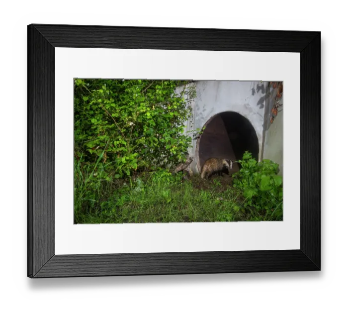 Framed Print : Badger (meles meles) entering a wildlife underpass below the A10 highway, Charente-Maritime, France. May. Camera trap image Framed Print : Badger (meles meles) entering a wildlife underpass below the A10 highway, Charente-Maritime, France. May. Camera trap image