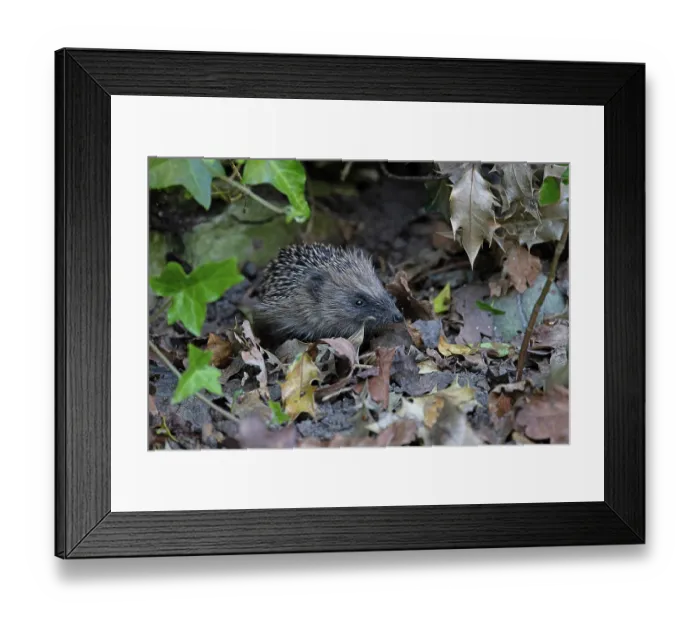 Framed Print : RF - European hedgehog (Erinaceus europaeus) among dried leaves, portrait, Norwich, Norfolk, England, UK. May Framed Print : RF - European hedgehog (Erinaceus europaeus) among dried leaves, portrait, Norwich, Norfolk, England, UK. May