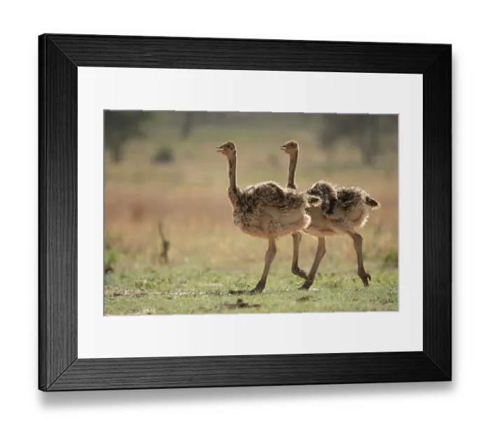 Framed Print : Two Masai ostrich (Struthio camelus massaicus) chicks, portrait, Tarangire National Park, Tanzania Framed Print : Two Masai ostrich (Struthio camelus massaicus) chicks, portrait, Tarangire National Park, Tanzania