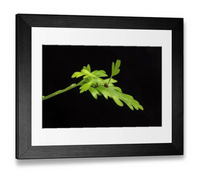 Framed Print : Mother fern (Asplenium bulbiferum) showing two bulblets forming on top of a frond. This is an example of vegetative budding. Focus stacked image Framed Print : Mother fern (Asplenium bulbiferum) showing two bulblets forming on top of a frond. This is an example of vegetative budding. Focus stacked image