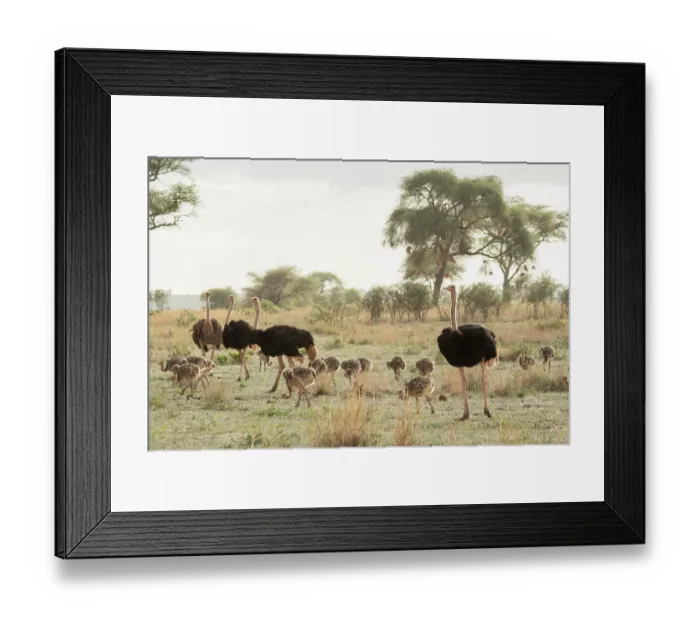 Framed Print : RF - Group of Masai ostriches (Struthio camelus massaicus) with chicks, three ostrich families team up to care for 42 chicks, Tarangire National Park, Tanzania Framed Print : RF - Group of Masai ostriches (Struthio camelus massaicus) with chicks, three ostrich families team up to care for 42 chicks, Tarangire National Park, Tanzania