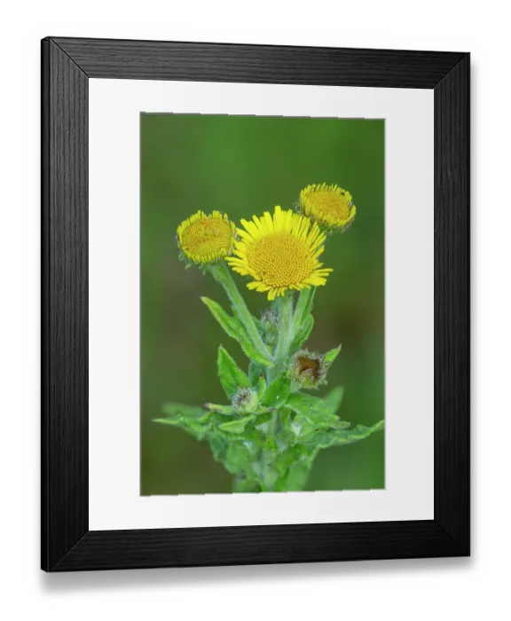 Framed Print : Common fleabane (Pulicaria Dysenterica) in flower, Monmouthshire, Wales, UK. July. Focus stacked image Framed Print : Common fleabane (Pulicaria Dysenterica) in flower, Monmouthshire, Wales, UK. July. Focus stacked image