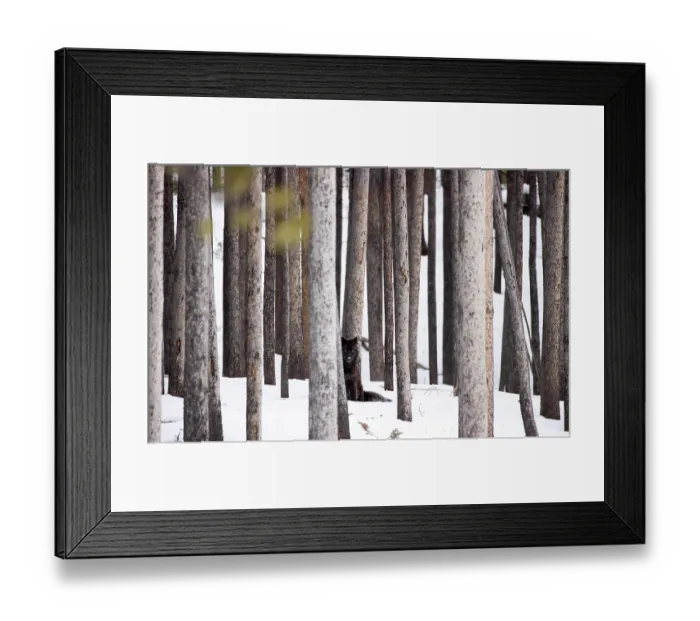Framed Print : Black wolf (Canis lupus) juvenile, sitting among trees in winter, Yellowstone National Park, Wyoming, USA. January Framed Print : Black wolf (Canis lupus) juvenile, sitting among trees in winter, Yellowstone National Park, Wyoming, USA. January