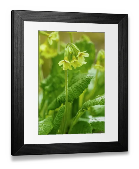 Framed Print : Oxlip (Primula elatior) in flower, Monmouthshire, Wales, UK. March. Focus stacked image Framed Print : Oxlip (Primula elatior) in flower, Monmouthshire, Wales, UK. March. Focus stacked image