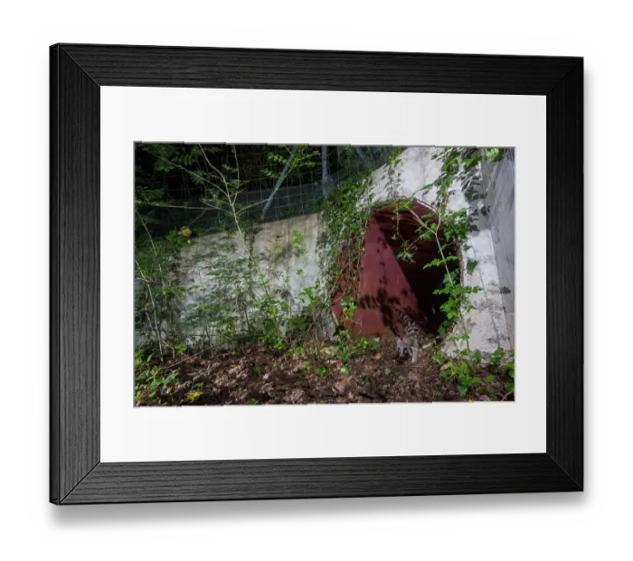 Framed Print : Common genet (Genetta genetta) exiting a wildlife underpass below the A10 highway at night, Charente-Maritime, France. May. Camera trap image Framed Print : Common genet (Genetta genetta) exiting a wildlife underpass below the A10 highway at night, Charente-Maritime, France. May. Camera trap image