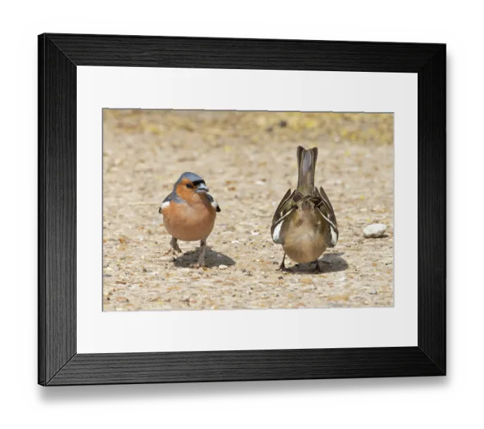 Framed Print : Chaffinches (Fringilla coelebs) pair, displaying mating behaviour, Suffolk, England, UK. June Framed Print : Chaffinches (Fringilla coelebs) pair, displaying mating behaviour, Suffolk, England, UK. June