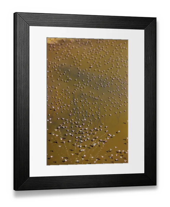 Framed Print : RF - Aerial view of Lesser flamingos (Phoeniconaias minor) flock on Lake Magadi, Kenya. (This image may be licensed either as rights managed or royalty free.) Framed Print : RF - Aerial view of Lesser flamingos (Phoeniconaias minor) flock on Lake Magadi, Kenya. (This image may be licensed either as rights managed or royalty free.)
