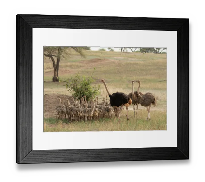 Framed Print : Group of Masai ostriches (Struthio camelus massaicus) with chicks, three ostrich families team up to care for 42 chicks, Tarangire National Park, Tanzania Framed Print : Group of Masai ostriches (Struthio camelus massaicus) with chicks, three ostrich families team up to care for 42 chicks, Tarangire National Park, Tanzania