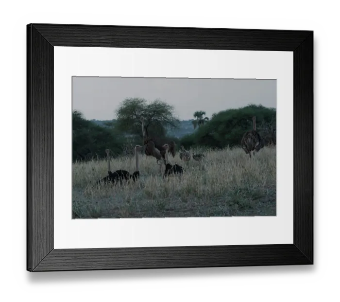 Framed Print : Group of Masai ostriches (Struthio camelus massaicus) male and female, watching over chicks at sleeping site, Tarangire National Park, Tanzania Framed Print : Group of Masai ostriches (Struthio camelus massaicus) male and female, watching over chicks at sleeping site, Tarangire National Park, Tanzania