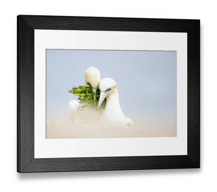 Framed Print : RF - Northern gannets (Morus bassanus) pair, side by side with nesting material in beak, Great Saltee Island, Republic of Ireland. May Framed Print : RF - Northern gannets (Morus bassanus) pair, side by side with nesting material in beak, Great Saltee Island, Republic of Ireland. May