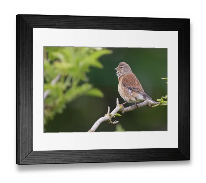 Framed Print : Linnet (Carduelis cannabina) female, perched on branch singing, Cantley, Norfolk, England, UK. June Framed Print : Linnet (Carduelis cannabina) female, perched on branch singing, Cantley, Norfolk, England, UK. June