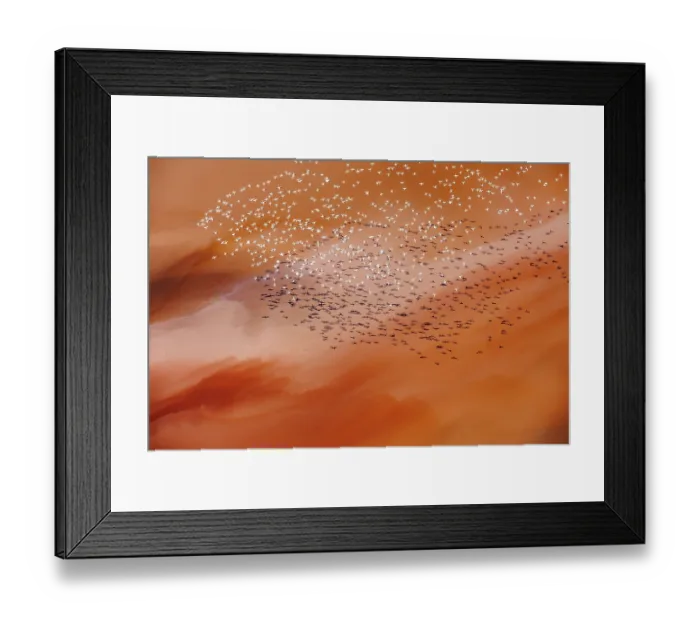 Framed Print : Aerial view of Lesser flamingos (Phoeniconaias minor) flock in flight over Lake Magadi, Kenya Framed Print : Aerial view of Lesser flamingos (Phoeniconaias minor) flock in flight over Lake Magadi, Kenya