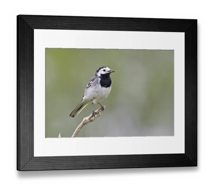 Framed Print : Pied wagtail (Motacilla alba yarrellii) perched on branch with food for chicks in beak, Norfolk, England, UK. June Framed Print : Pied wagtail (Motacilla alba yarrellii) perched on branch with food for chicks in beak, Norfolk, England, UK. June
